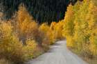 USA, Colorado, Uncompahgre National Forest. Gravel road through aspen forest in autumn. Art Print